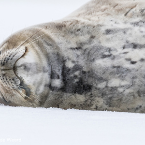 2017-01-04 - Weddellzeehond - aaibaar zacht<br/>Half Moon Island - South Shetland Islands - Antarctica<br/>Canon EOS 7D Mark II - 400 mm - f/8.0, 1/2500 sec, ISO 1600