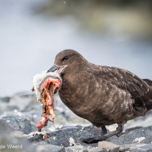 2017-01-04 - Subantarctische grote jager met pinguïn-jong als maaltijd<br/>Half Moon Island - South Shetland Islands - Antarctica<br/>Canon EOS 7D Mark II - 340 mm - f/5.6, 1/1600 sec, ISO 1600