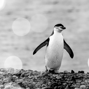2017-01-04 - Kinbandppinguïn met bokeh bubbles<br/>Half Moon Island - South Shetland Islands - Antarctica<br/>Canon EOS 7D Mark II - 340 mm - f/8.0, 1/1250 sec, ISO 1250