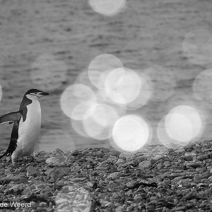 2017-01-04 - Kinbandppinguïn met bokeh bubbles<br/>Half Moon Island - South Shetland Islands - Antarctica<br/>Canon EOS 7D Mark II - 190 mm - f/8.0, 1/800 sec, ISO 500