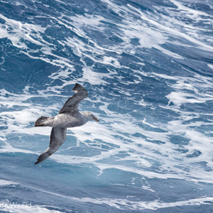 2017-01-06 - Zuidelijke reuzenstormvogel<br/>Drake Passage - Antarctica<br/>Canon EOS 7D Mark II - 250 mm - f/5.0, 1/2500 sec, ISO 400