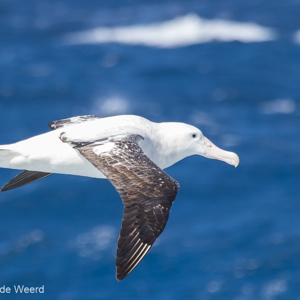 2017-01-06 - Reuzenalbatros (Diomedea exulans), met vleugelspanwijdte van 3,5<br/>Drake Passage - Antarctica<br/>Canon EOS 7D Mark II - 400 mm - f/6.3, 1/2500 sec, ISO 1000