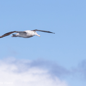 2017-01-06 - Reuzenalbatros (Diomedea exulans)<br/>Drake Passage - Antarctica<br/>Canon EOS 7D Mark II - 285 mm - f/8.0, 1/1600 sec, ISO 320