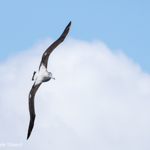 2017-01-06 - Reuzenalbatros (Diomedea exulans)<br/>Drake Passage - Antarctica<br/>Canon EOS 7D Mark II - 400 mm - f/8.0, 1/1600 sec, ISO 320