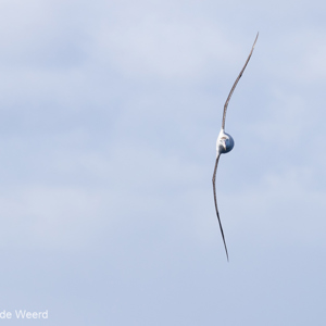 2017-01-06 - Reuzenalbatros (Diomedea exulans)<br/>Drake Passage - Antarctica<br/>Canon EOS 7D Mark II - 400 mm - f/8.0, 1/1600 sec, ISO 400
