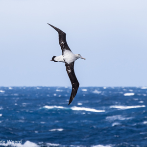 2017-01-06 - Reuzenalbatros boven de beruchte Drake Passage<br/>Drake Passage - Antarctica<br/>Canon EOS 7D Mark II - 400 mm - f/8.0, 1/1600 sec, ISO 640