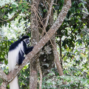 2015-10-16 - Oostelijke franjeaap<br/>Arusha National Park - Arusha - Tanzania<br/>Canon EOS 7D Mark II - 210 mm - f/5.6, 1/320 sec, ISO 1600