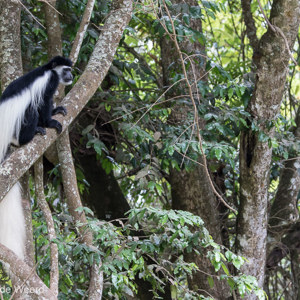 2015-10-16 - Prachtige staart en witte mantel op de rug<br/>Arusha National Park - Arusha - Tanzania<br/>Canon EOS 7D Mark II - 98 mm - f/5.0, 1/160 sec, ISO 640