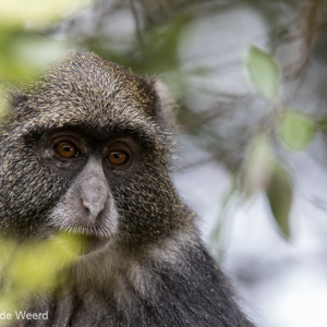 2015-10-16 - Blauwe meerkat - in gedachten verzonken<br/>Arusha National Park - Arusha - Tanzania<br/>Canon EOS 7D Mark II - 280 mm - f/4.0, 1/400 sec, ISO 320