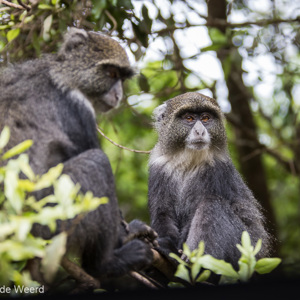 2015-10-16 - Nieuwsgierige Blauwe meerkatten<br/>Arusha National Park - Arusha - Tanzania<br/>Canon EOS 7D Mark II - 98 mm - f/4.0, 1/125 sec, ISO 125