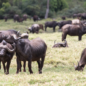 2015-10-16 - Handig die horens bij jeuk<br/>Arusha National Park - Arusha - Tanzania<br/>Canon EOS 7D Mark II - 280 mm - f/4.0, 1/400 sec, ISO 100