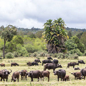 2015-10-16 - Buffels in het groen<br/>Arusha National Park - Arusha - Tanzania<br/>Canon EOS 7D Mark II - 98 mm - f/8.0, 1/320 sec, ISO 200