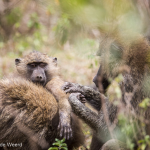 2015-10-16 - Bavianen die elkaar vlooien<br/>Arusha National Park - Arusha - Tanzania<br/>Canon EOS 7D Mark II - 420 mm - f/4.5, 1/500 sec, ISO 100