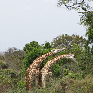 2015-10-16 - Nekvechtende giraffen<br/>Arusha National Park - Arusha - Tanzania<br/>Canon PowerShot SX1 IS - 76.9 mm - f/5.0, 1/500 sec, ISO 125