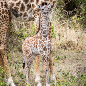 2015-10-16 - Mini-giraf<br/>Arusha National Park - Arusha - Tanzania<br/>Canon EOS 7D Mark II - 420 mm - f/4.5, 1/640 sec, ISO 200