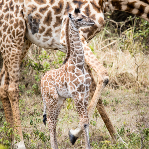 2015-10-16 - Mama is nog wel iets groter<br/>Arusha National Park - Arusha - Tanzania<br/>Canon EOS 7D Mark II - 420 mm - f/4.5, 1/640 sec, ISO 200