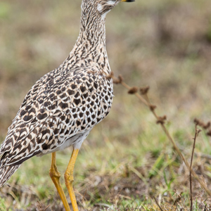 2015-10-16 - Tja, wat is dit ook al weer voor een vogel?<br/>Arusha National Park - Arusha - Tanzania<br/>Canon EOS 7D Mark II - 420 mm - f/5.6, 1/500 sec, ISO 100