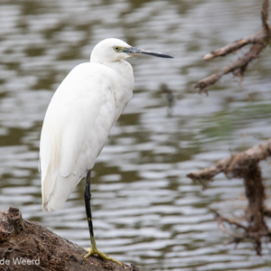 2015-10-16 - Kleine Zilverreiger (Egretta garzetta)<br/>Arusha National Park - Arusha - Tanzania<br/>Canon EOS 7D Mark II - 420 mm - f/5.6, 1/500 sec, ISO 160