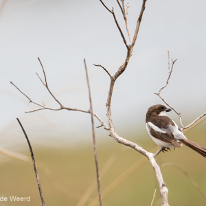 2015-10-16 - Bruin-witte vogel, maar welke?<br/>Arusha National Park - Arusha - Tanzania<br/>Canon EOS 7D Mark II - 420 mm - f/4.0, 1/640 sec, ISO 100