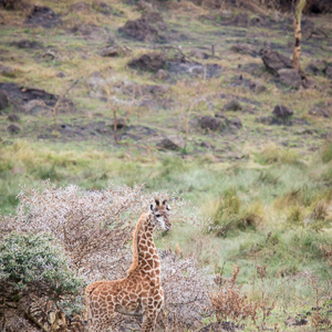 2015-10-16 - Erg jong girafje<br/>Arusha National Park - Arusha - Tanzania<br/>Canon EOS 7D Mark II - 420 mm - f/5.6, 1/500 sec, ISO 400
