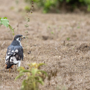 2015-10-16 - Augurbuizerd<br/>Arusha National Park - Arusha - Tanzania<br/>Canon EOS 7D Mark II - 420 mm - f/4.0, 1/640 sec, ISO 250