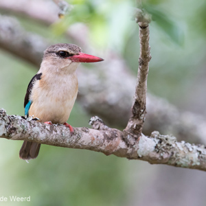 2015-10-16 - Bruinkapijsvogel (Halcyon albiventris)<br/>Arusha National Park - Arusha - Tanzania<br/>Canon EOS 7D Mark II - 420 mm - f/5.6, 1/640 sec, ISO 1600