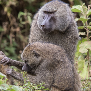 2015-10-16 - Bavianen op zoek naar vlooien<br/>Arusha National Park - Arusha - Tanzania<br/>Canon EOS 7D Mark II - 420 mm - f/5.0, 1/320 sec, ISO 1600