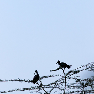 2015-10-16 - Zwarte Ibissen als silhouet in de boom<br/>Koboko Lodge - Arusha - Tanzania<br/>Canon EOS 7D Mark II - 280 mm - f/4.0, 1/320 sec, ISO 800