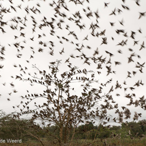 2015-10-17 - Wevervogels, opvliegend vanuit het moeras<br/>Koboko Lodge - Arusha - Tanzania<br/>Canon EOS 5D Mark III - 47 mm - f/5.6, 0.01 sec, ISO 800