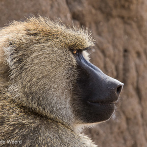 2015-10-17 - Baviaan portret<br/>Tarangire National Park - Arusha - Babati - Tanzania<br/>Canon EOS 7D Mark II - 420 mm - f/5.6, 1/250 sec, ISO 200