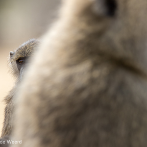 2015-10-17 - Spieken acher moeder langs<br/>Tarangire National Park - Arusha - Babati - Tanzania<br/>Canon EOS 7D Mark II - 420 mm - f/5.6, 1/320 sec, ISO 160
