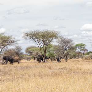 2015-10-17 - Olifanten tussen de kale boompjes<br/>Tarangire National Park - Arusha - Babati - Tanzania<br/>Canon EOS 5D Mark III - 70 mm - f/8.0, 1/80 sec, ISO 200