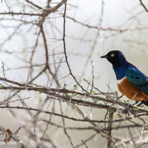 2015-10-17 - Driekleurige glansspreeuw (Lamprotornis superbus)<br/>Tarangire National Park - Arusha - Babati - Tanzania<br/>Canon EOS 7D Mark II - 420 mm - f/5.6, 1/320 sec, ISO 125