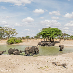 2015-10-17 - Grote kudde olifanten bij waterpoel<br/>Tarangire National Park - Arusha - Babati - Tanzania<br/>Canon EOS 5D Mark III - 38 mm - f/8.0, 1/200 sec, ISO 200