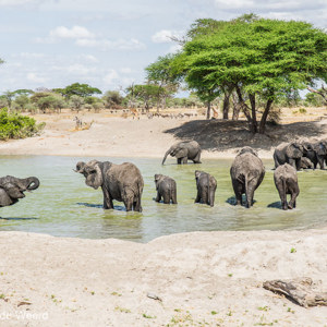 2015-10-17 - Tijd om te drinken en badderen<br/>Tarangire National Park - Arusha - Babati - Tanzania<br/>Canon EOS 5D Mark III - 70 mm - f/8.0, 1/160 sec, ISO 200