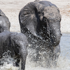 2015-10-17 - Olifanten stampede in het water<br/>Tarangire National Park - Arusha - Babati - Tanzania<br/>Canon EOS 7D Mark II - 420 mm - f/8.0, 1/500 sec, ISO 250