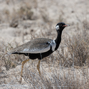 2007-08-17 - Botswana Trap (Northern Black Korhaan)<br/>Etosha NP - Namibie<br/>Canon EOS 30D - 400 mm - f/6.3, 1/1600 sec, ISO 200