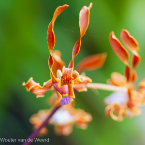 2009-08-18 - Orchidee<br/>Hotel Sepilok Nature Resort - Sandakan - Maleisië<br/>Canon EOS 50D - 60 mm - f/2.8, 1/200 sec, ISO 400