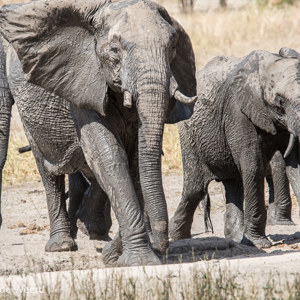 2015-10-17 - Weer aan de kant, eigenlijk niets aan de hand<br/>Tarangire National Park - Arusha - Babati - Tanzania<br/>Canon EOS 7D Mark II - 420 mm - f/8.0, 1/640 sec, ISO 400