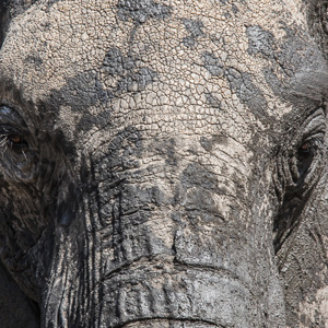 2015-10-17 - Portret vam eem olifant<br/>Tarangire National Park - Arusha - Babati - Tanzania<br/>Canon EOS 7D Mark II - 420 mm - f/8.0, 1/640 sec, ISO 250