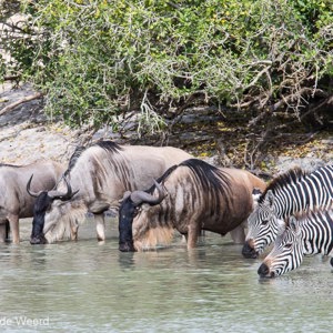 2015-10-17 - Zebras en gnoes<br/>Tarangire National Park - Arusha - Babati - Tanzania<br/>Canon EOS 7D Mark II - 420 mm - f/8.0, 1/640 sec, ISO 500