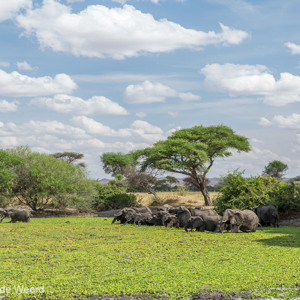 2015-10-17 - Kudde olifanten bij poel met waterplanten<br/>Tarangire National Park - Arusha - Babati - Tanzania<br/>Canon EOS 5D Mark III - 63 mm - f/8.0, 1/200 sec, ISO 200
