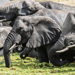 2015-10-17 - Drinkende olifanten close-up<br/>Tarangire National Park - Arusha - Babati - Tanzania<br/>Canon EOS 7D Mark II - 420 mm - f/8.0, 1/500 sec, ISO 640