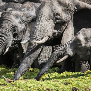 2015-10-17 - Drinkende olifanten close-up<br/>Tarangire National Park - Arusha - Babati - Tanzania<br/>Canon EOS 7D Mark II - 420 mm - f/8.0, 1/640 sec, ISO 500