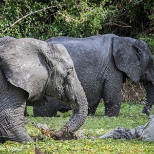 2015-10-17 - Lekker spetteren<br/>Tarangire National Park - Arusha - Babati - Tanzania<br/>Canon EOS 7D Mark II - 420 mm - f/8.0, 1/640 sec, ISO 1000