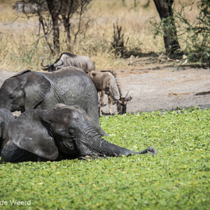 2015-10-17 - Bad tussen de waterplanten<br/>Tarangire National Park - Arusha - Babati - Tanzania<br/>Canon EOS 7D Mark II - 420 mm - f/4.0, 1/1000 sec, ISO 100