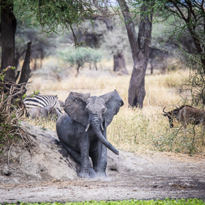 2015-10-17 - Jeuk aan de bips<br/>Tarangire National Park - Arusha - Babati - Tanzania<br/>Canon EOS 7D Mark II - 420 mm - f/5.6, 1/500 sec, ISO 250