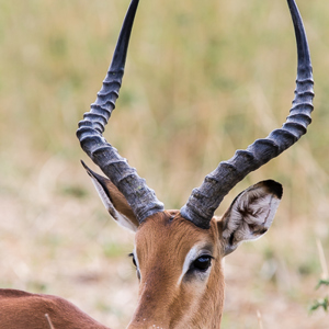 2015-10-17 - Impala<br/>Tarangire National Park - Arusha - Babati - Tanzania<br/>Canon EOS 7D Mark II - 420 mm - f/5.6, 1/500 sec, ISO 320