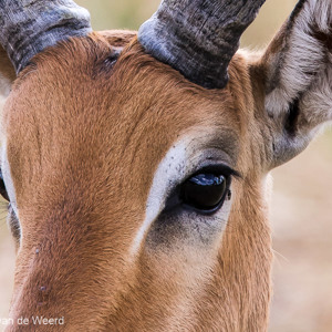 2015-10-17 - Impala portret<br/>Tarangire National Park - Arusha - Babati - Tanzania<br/>Canon EOS 7D Mark II - 420 mm - f/5.6, 1/500 sec, ISO 320