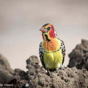 2015-10-17 - Vuurkopbaardvogel (Red-and-Yellow barbet, Trachyphonus erythroce<br/>Tarangire National Park - Arusha - Babati - Tanzania<br/>Canon EOS 7D Mark II - 420 mm - f/5.6, 1/640 sec, ISO 200